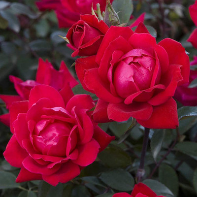 VibeX ® XXL-428 Knockout Double Rose Red Blooms Seed(50 per packet)