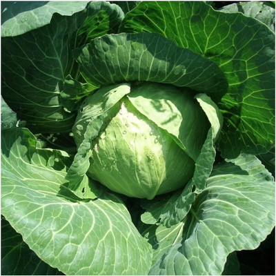 WILLVINE PUAS -IV Late Flat Dutch Cabbage Seeds [50g] Seed(15000 per packet)