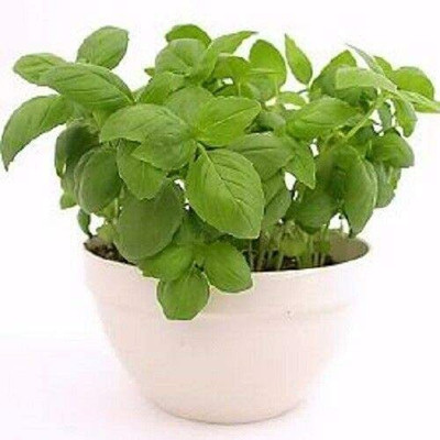 CYBEXIS XLL-69 - Basil Genovese Ocimum Basilicum - (4500 Seeds) Seed(4500 per packet)