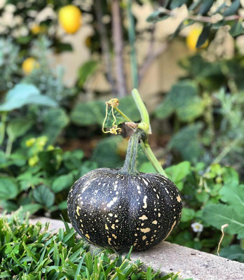 Aywal Pumpkin Mix Giant Heirloom Seed(80 per packet)