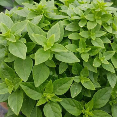 Qualtivate PAU-20 Greek Dwarf Basil (Ocimum basilicum) Seed(1000 per packet)