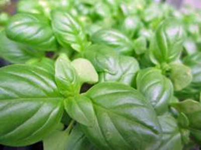 KNESSiN Basil, Sweet Genovese, Great All Around Basil[400 Seeds] Seed(400 per packet)