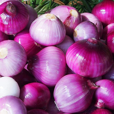KNESSiN Red Nasik Onion Seed(1250 per packet)