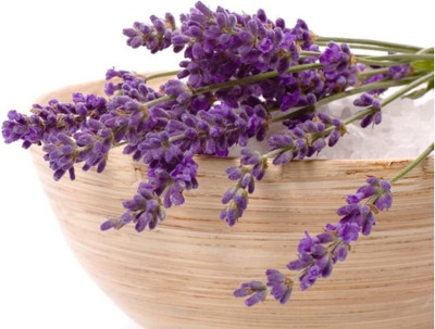 VibeX LX-98 - Lavender Officinalis - (750 Seeds) Seed(750 per packet)