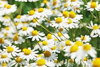 CYBEXIS LX-64 - German Chamomile - (250 Seeds) Seed(250 per packet)