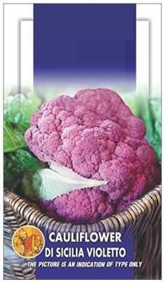 Qualtivate ICRA-7A Purple Cauliflower Exotic F1 Hybrid Seeds Seed(300 per packet)