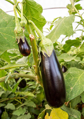 AFARTIOBINA 71 PCS BRINJAL SEEDS Seed(71 per packet)
