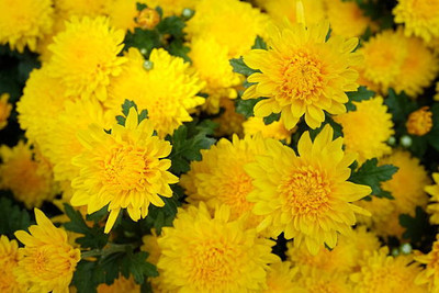 Prizex marigold/gende ka phool flower seeds Seed(25 per packet)