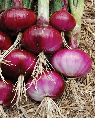 Biosnyg Hybrid Punjab Selection Red Onion Seeds For Gardening-(500 Seeds) Seed(500 per packet)