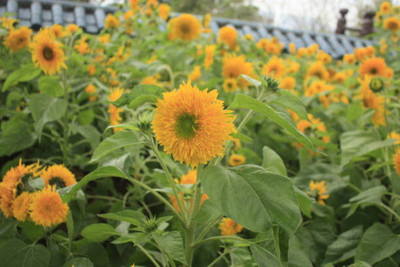 fixeded FL-149-SUNGOLD Seed(40 per packet)