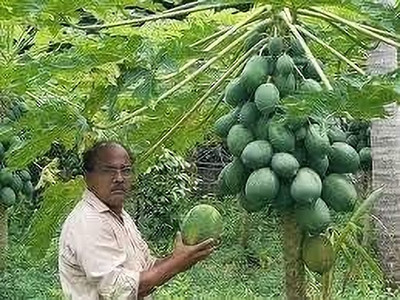 ACMS LANKAN Papaya Fast Growing Fruit Tree for Outdoor Garden Seed(100 per packet)