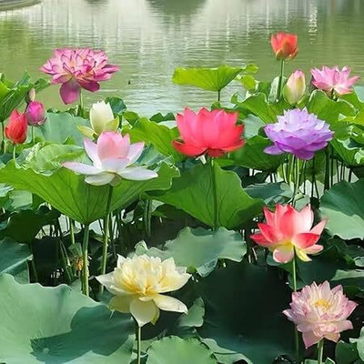 Growbyte ™ Lotus Flower, Dwarf hybrid Lotus flower, Night Grooming Lotus Seed(40 per packet)