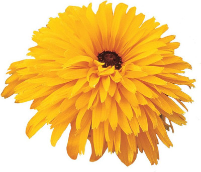 Qualtivate GUA-58 Double Gold Gloriosa Daisy Seeds Seed(50 per packet)