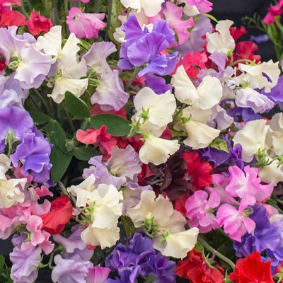 Aywal F1 Hybrid Sweet Pea Flower Seed(20 per packet)