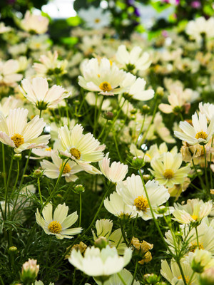 ZIXA Cosmos bipinnatus White Seed(10 per packet)