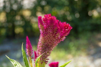 Mozette Cocksomb flower Seed(29 per packet)