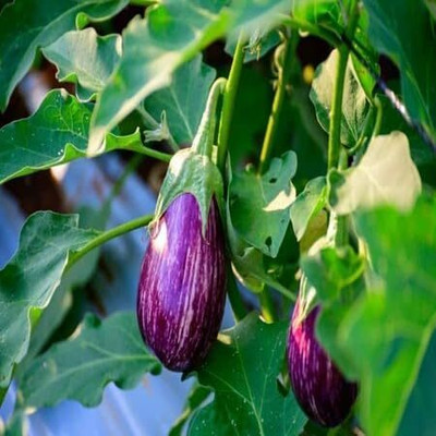 Biosnyg Disease-Resistant Brinjal Purple Eggplant Vegetable ( Seeds) Seed(1000 per packet)