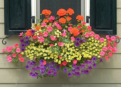 LPR NEMESIA Seed(150 per packet)