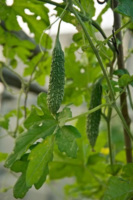 CHILLATAI Kakara Kayi / Long Bitter Gourd / Haggala Kai Seed(32 per packet)