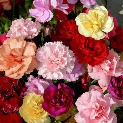 Aro Carnation Seed(50 per packet)