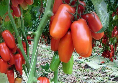 KNESSiN F1 Hybrid Italian San Marzano Tomato Vegetable Seeds for Garden - (1000 Seeds) Seed(100 per packet)