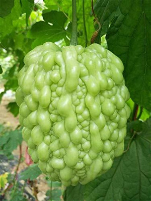 MKR Enterprises Karela Seed(200 per packet)