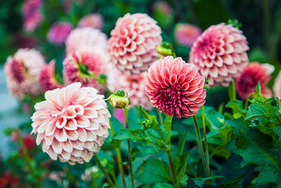 DEYS AGRO ™ dhalia flower seeds, f1 hybrid dahila flower seeds, daliya flower mix seeds Seed(15 per packet)