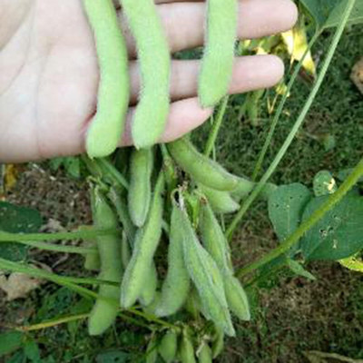 KNESSiN Green Bush Bean Seed(50 per packet)