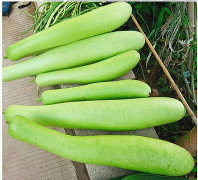 VibeX ® VXI-228 Bottle Gourd Long Organic F1 Hybrid Seeds Seed(50 per packet)