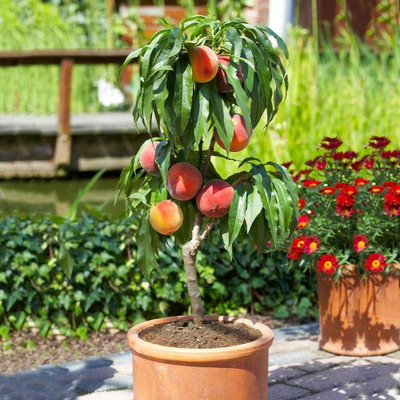 Aywal Peach Fruit Seed(3 per packet)