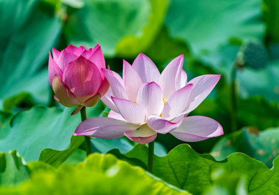 mahakal collection lotus,kamal gatta Seed(10 per packet)