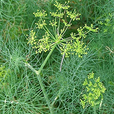 CYBEXIS Hybrid Fennel Seeds Fresh Non-GMO700 Seeds Seed(700 per packet)