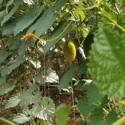 GREENSEA Hybrid Kantola, Kakoda, Kakrol Seed(24 per packet)