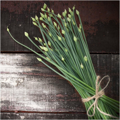 Qualtivate PUA-1A Chinese Chive Leek Seeds Seed(300 per packet)