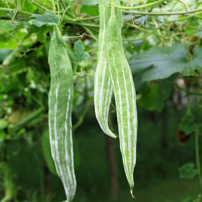 VYDER SNAKE GOURD VEGETABLE CHICHINDA Seed(100 per packet)