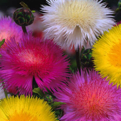 Aywal SWEET SULTAN IMPERIAL MIX Seed(40 per packet)