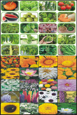 FLARE SEEDS 40 Variety of Vegetable and Flower Seeds Combo Pack Seed(40 per packet)