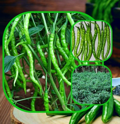 WILLVINE PUAS -IV Green chilli | F1 hybrid seeds | Jwala chilli[25gm, 5000 Seeds] Seed(5000 per packet)