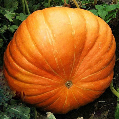 CYBEXIS Rare Giant Pumpkin Seeds100 Seeds Seed(100 per packet)