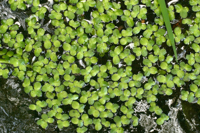 Sdfress Lemon minor seeds not for grow Seed(30 per packet)