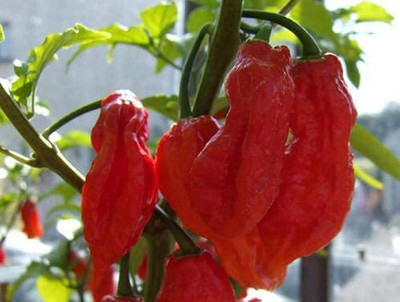 TRICONE Chilli Seed(50 per packet)