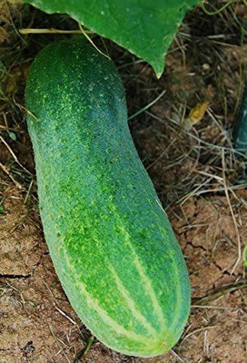 CYBEXIS German Cucumber Seeds 2000 Seeds Seed(2000 per packet)