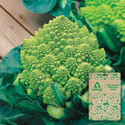 Optimal Seeds Romanesco Broccoli Seed(50 per packet)