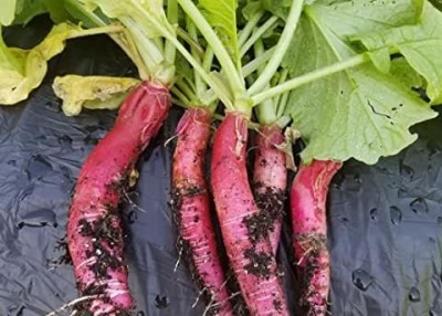 MAA Radish Red, Muli Seed(87 per packet)