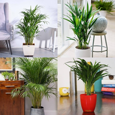 ibains Areca palm tree seed biij 37 Seed(37 per packet)