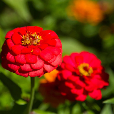 GREENSEA Multi colour Zinnia Flower Seed(44 per packet)