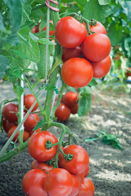 SIDDHARTH FISH FARM tomato Seed(90 per packet)