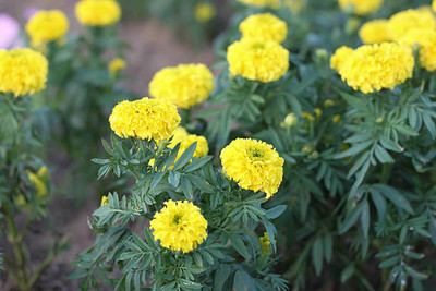 Nature Krafts marigold/gende ka phool flower seeds Seed(50 per packet)