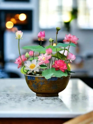 DEYS AGRO ™ japanese bonsai lotus seeds, kamal flower seeds for all seasons Seed(3 per packet)