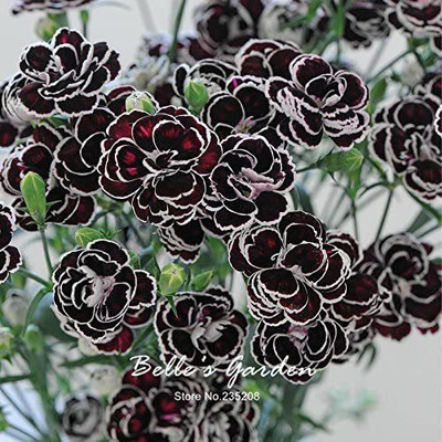 CYBEXIS Dianthus 'Blackjack' seeds Hardy Plant Flower Seeds Seed(1 g)